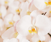 開店祝い・ ご講演祝い